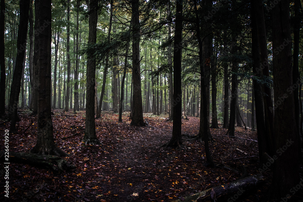 Fototapeta premium Deep forest