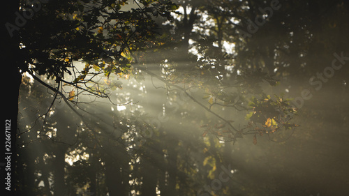 Morning freshness in a beautiful autumn face  a ray of sunshine passes through the branches of redays at dawn