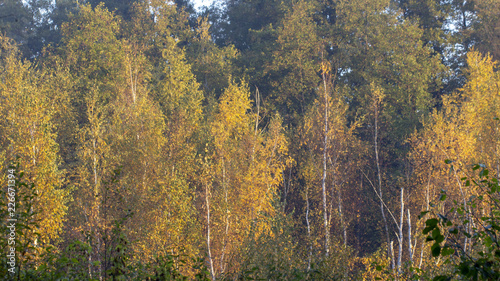 Morning freshness in a beautiful autumn face, a ray of sunshine passes through the branches of redays at dawn