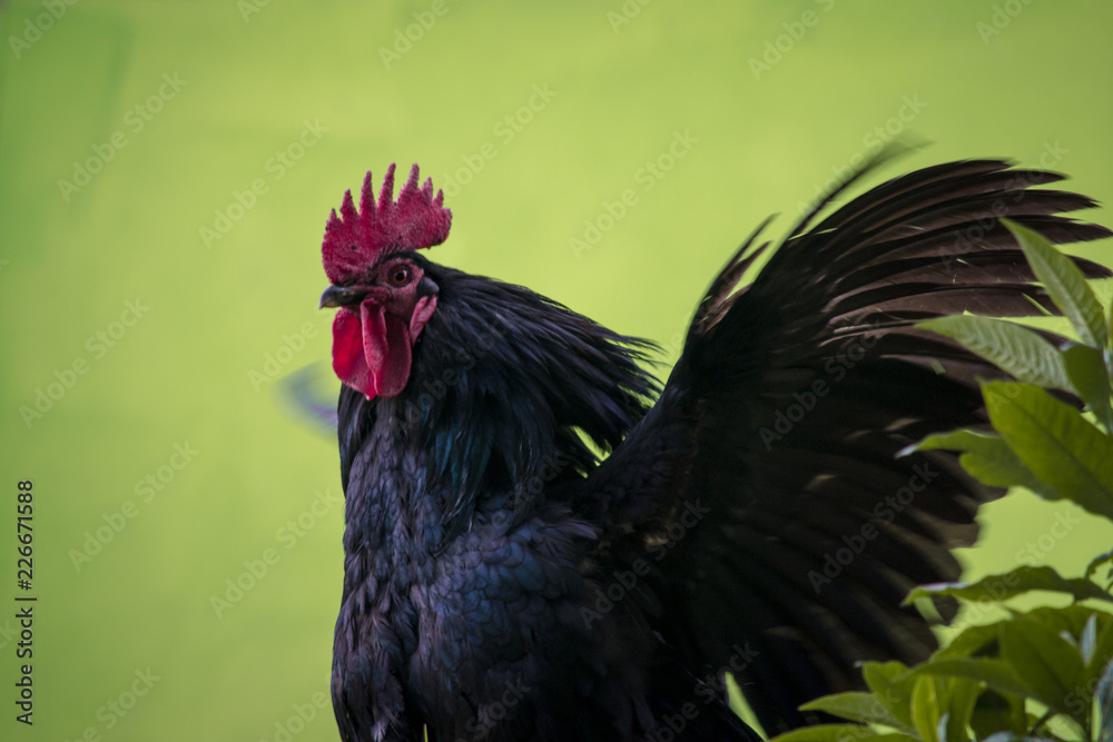 black rooster on green background