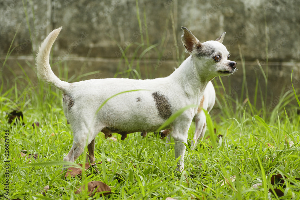 Chihuahua Dog