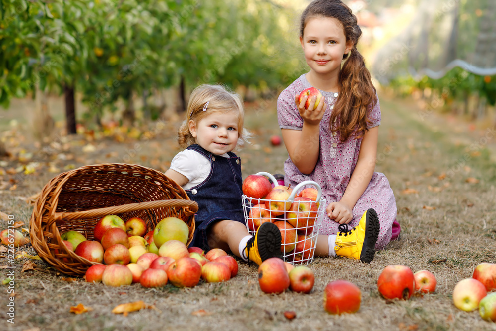 Fototapeta premium Portrait two siblings girls, little toddler and kid with red apples in organic orchard. Happy siblings, children, beautiful sisters picking ripe fruits from trees, having fun. Family, harvest season
