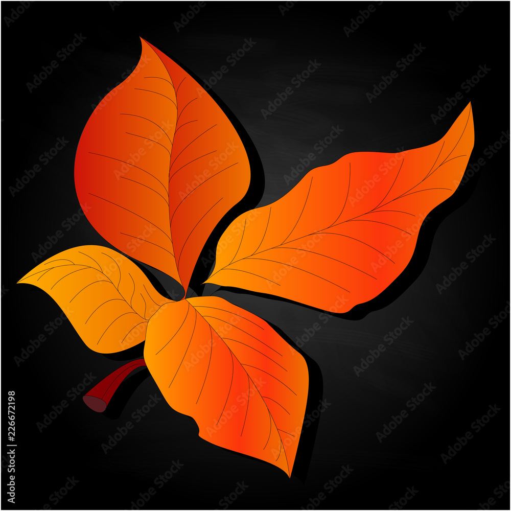 leaf autumn colorful vector illustration set isolated