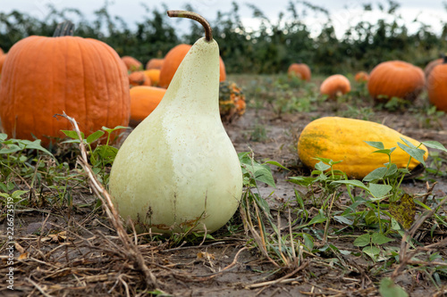 Green pear shaped gourd pumpkin in farm field ready for fall season picking photo