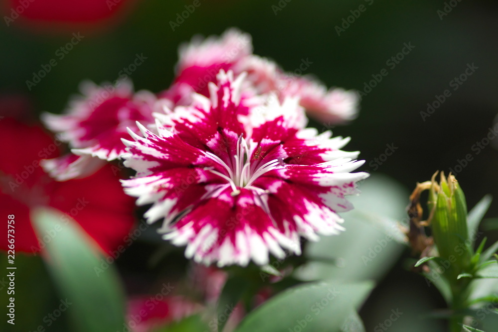 撫子の花 Stock Photo Adobe Stock 撫子の花 Stock Photo Adobe Stock