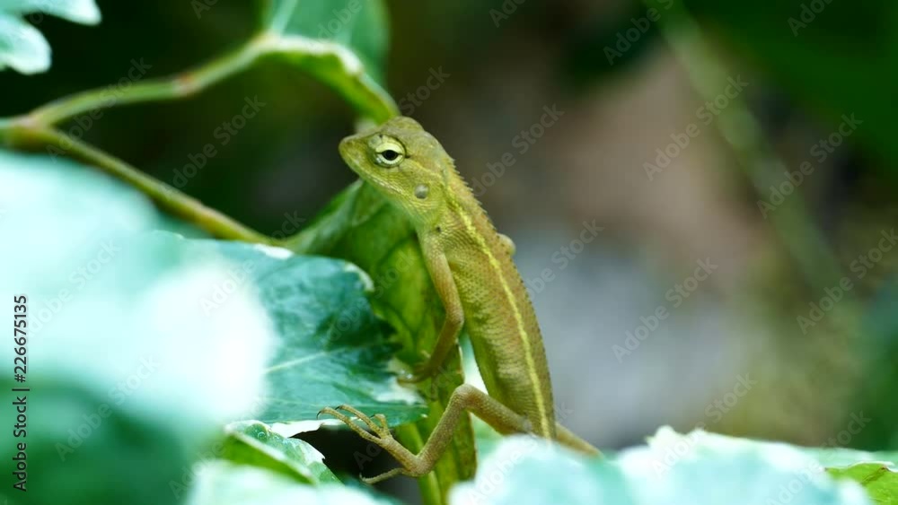 A little chameleon in the green leaves A little chameleon in the green leaves