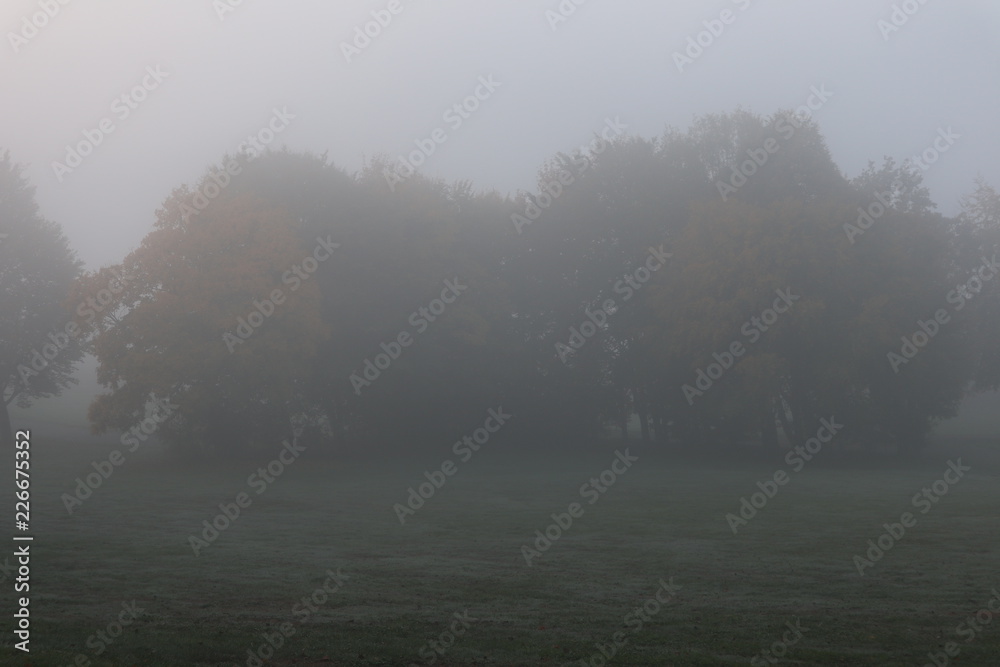 Baumgruppe im Herbstnebel Baumgruppe im Herbstnebel