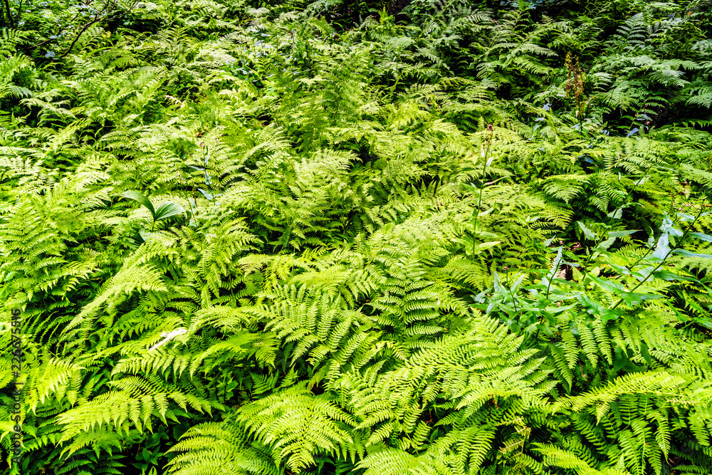 Large Group of Western Sword Ferns along a hiking trail to Falls Lake near the Coquihalla Summit in British Columbia, Canada Large Group of Western Sword Ferns along a hiking trail to Falls Lake near the Coquihalla Summit in British Columbia, Canada