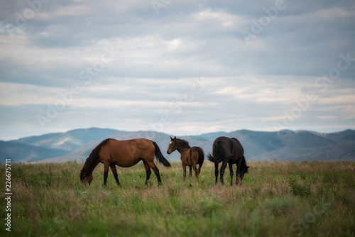 horses grazing in field © Valeriy Ryasnyanskiy