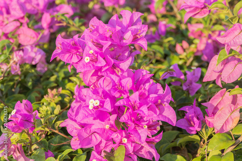 Pink bougainvillea flower