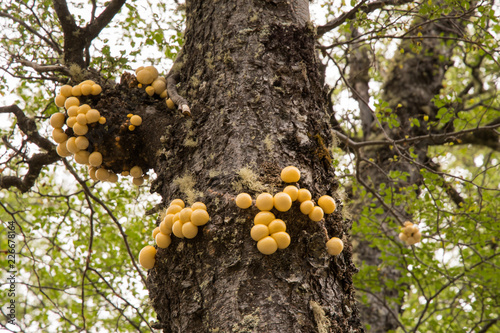 Yellow mushrooms growing on a tree © Pavel