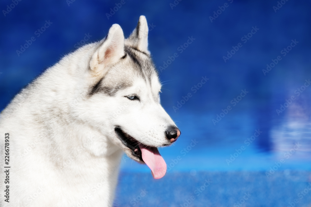 A mature Siberian husky female dog is sitting near a big pool. The background is blue. A bitch has grey and white fur and blue eyes.