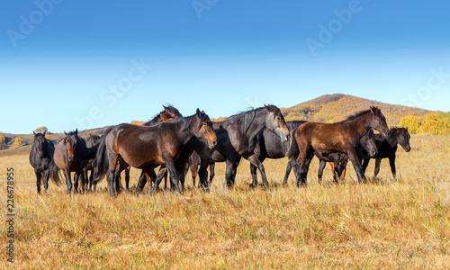 Horses on the prairie © gui yong nian