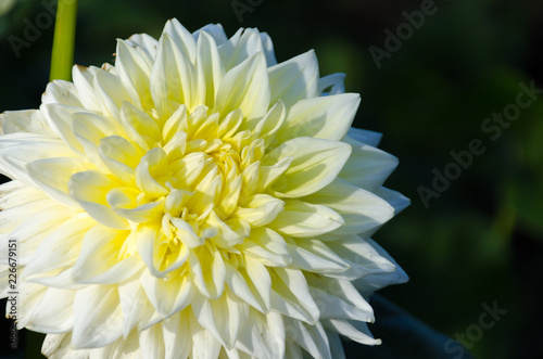 Fototapeta Naklejka Na Ścianę i Meble -  An isolated dahlia in a garden. Yellow dahlia.