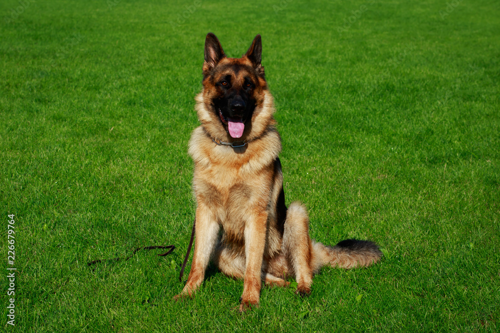 Dog breed German Shepherd