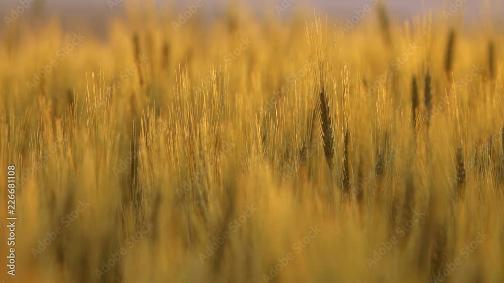 Ears of wheat close up at sunset, 4k Ears of wheat close up at sunset, 4k