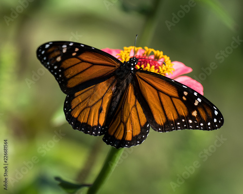 Monarch in the Garden
