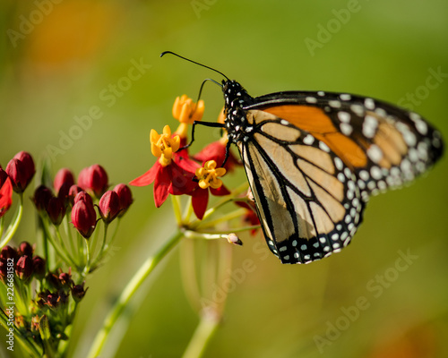 Monarch on Tropical Milkweed © Cynthia Bowers