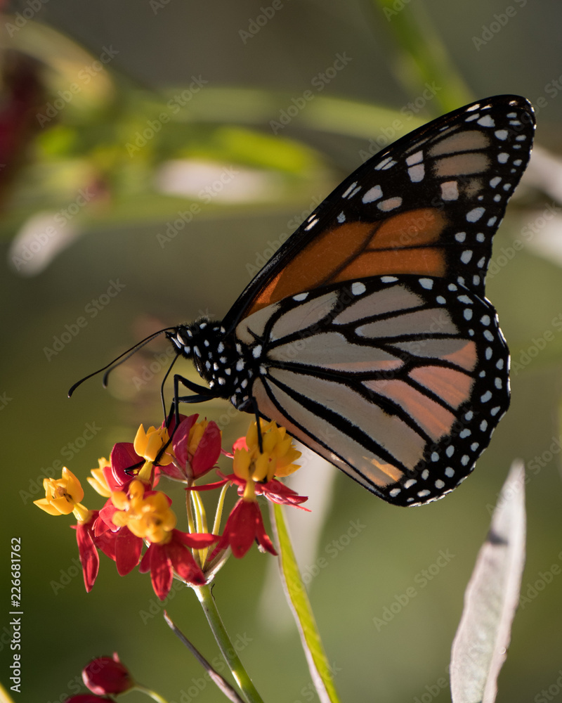 Naklejka premium Monarch Butterfly on Tropical Milkweed