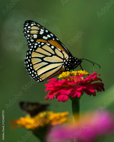 Monarch Butterfly © Cynthia Bowers
