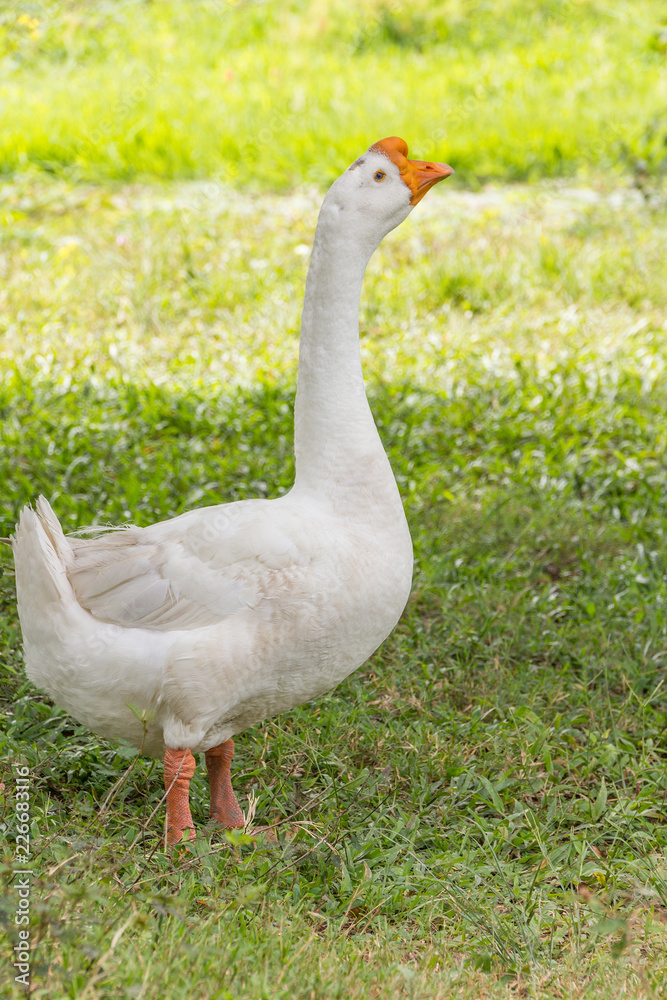 Goose in park Goose in park