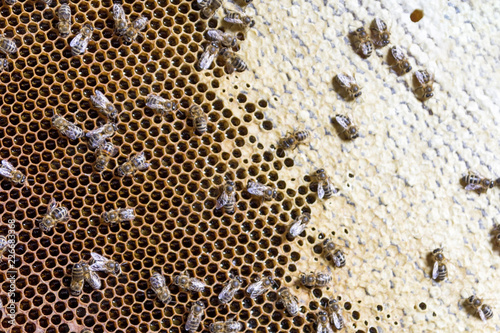 closeup of bees on honeycomb in apiary - selective focus  copy space