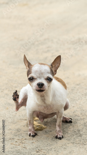 Chihuahua dog © Suphatthra China