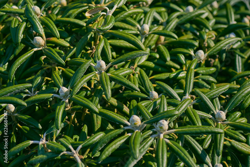 Green flowering foliage on mass close up showing detail.