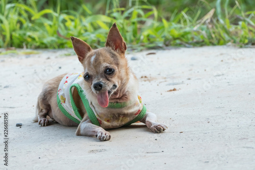 Chihuahua dog resting photo