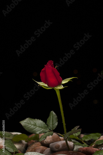 red rose on black background