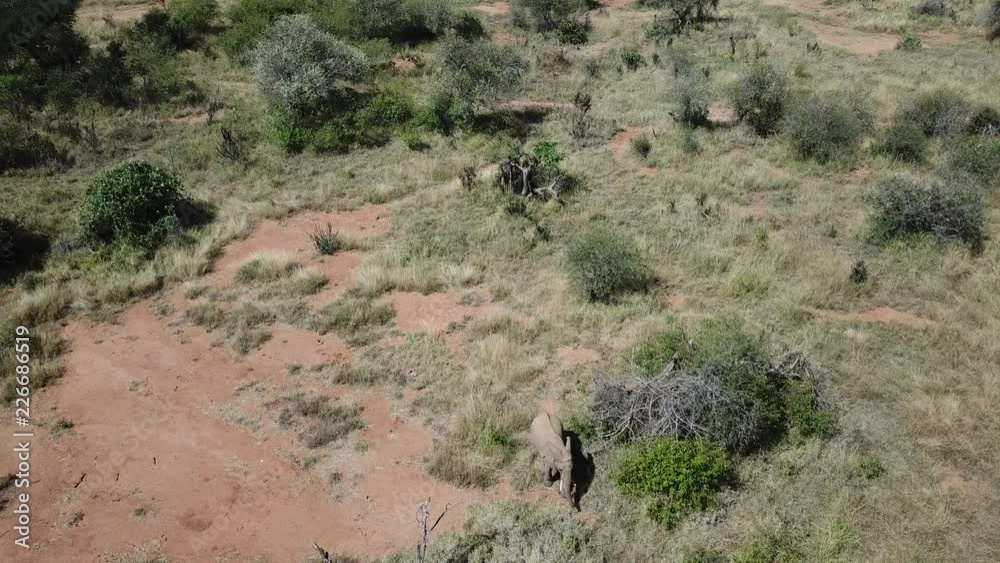Herd of African Elephants video by aerial drone Herd of African Elephants video by aerial drone