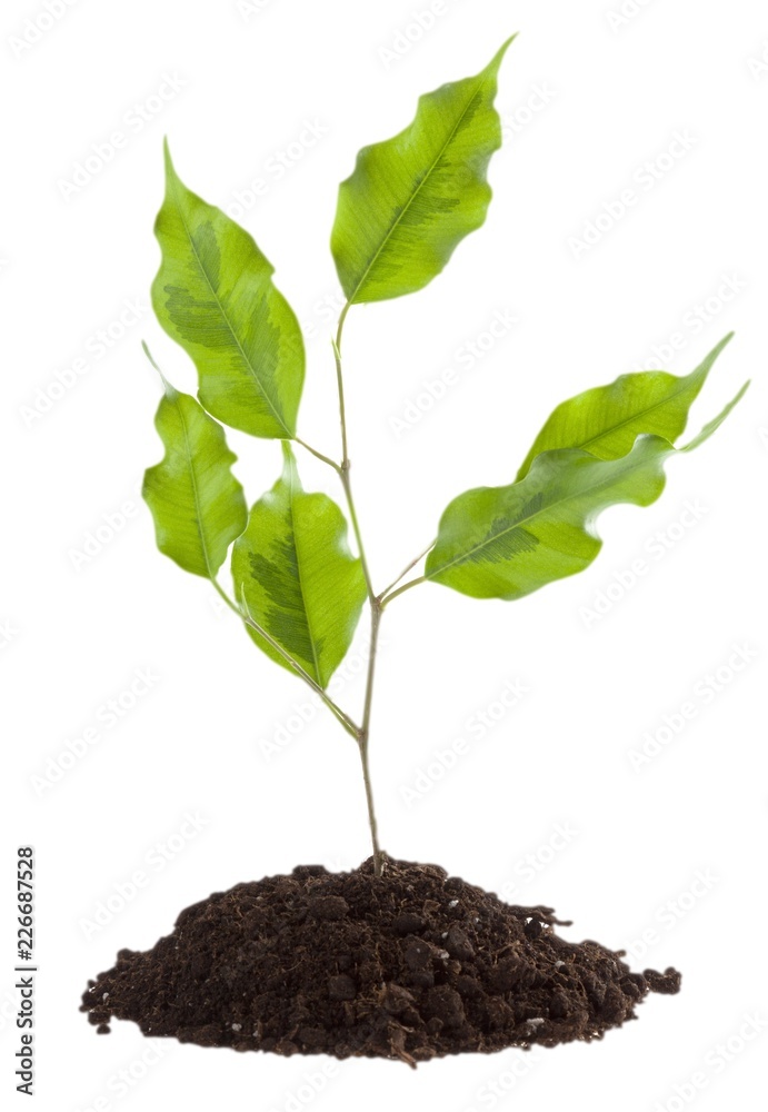 Seedling growing out of soil Seedling growing out of soil