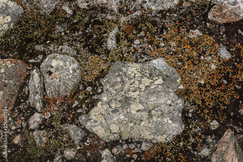 Norwegian Fjellet Mountains and Tundra photo