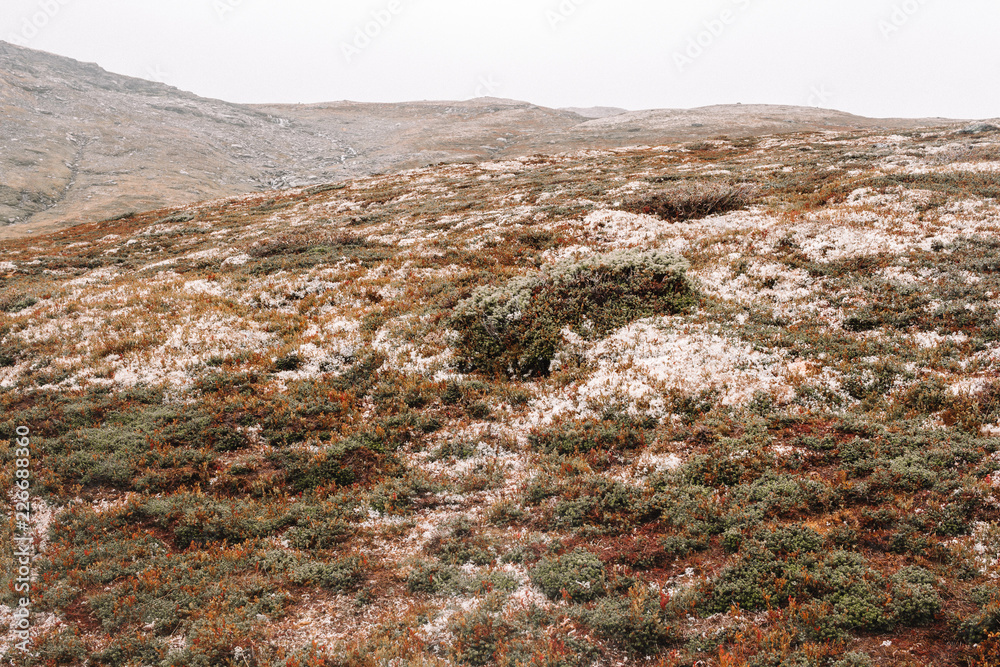 Norwegian Tundra