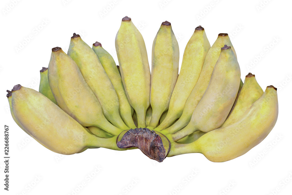 Cultivated Banana Isolated Cultivated Banana Isolated