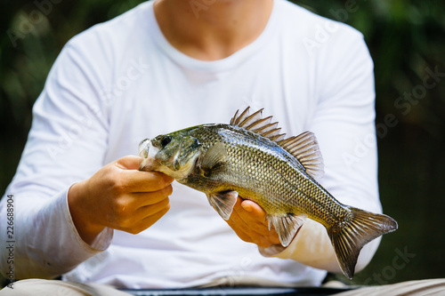 Australian Bass Fish
