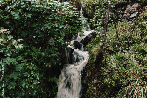 Norway Forest Scenes