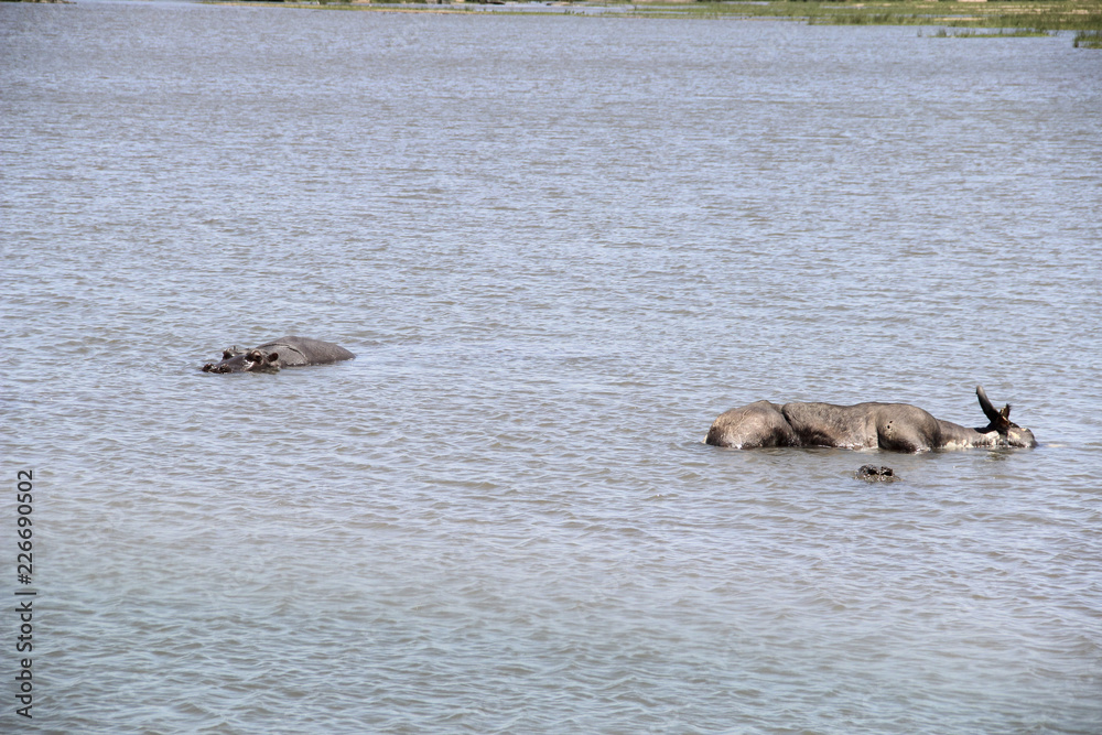 Hippos standing besides dead wildebeest in a river, Kruger Park, South Africa Hippos standing besides dead wildebeest in a river, Kruger Park, South Africa