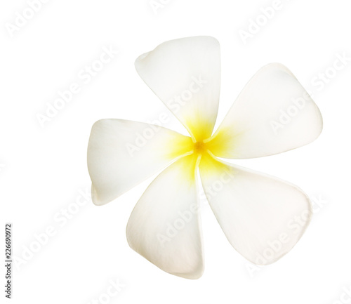 frangipani or white plumeria flowers isolated with clipping path.