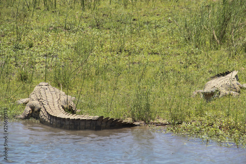 Crocodile lying on a river bank, Sabie river, Kruger National Park, South Africa
