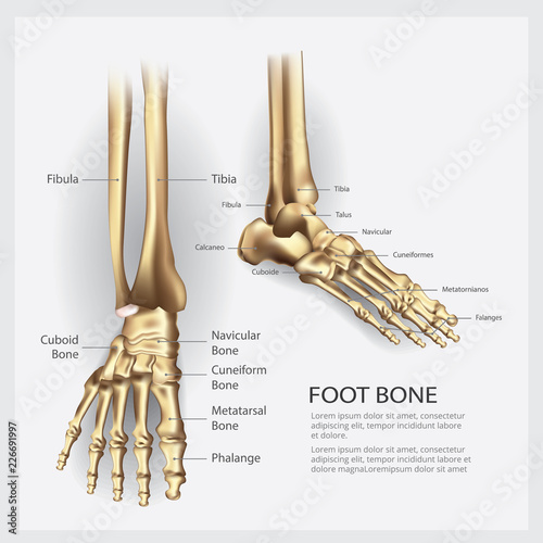 Human Anatomy Foot Bone Vector Illustration