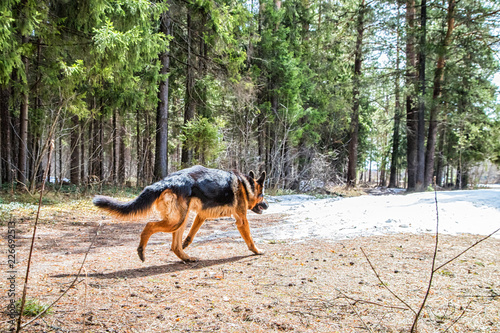 Dog German Shepherd in the forest in an early spring © keleny