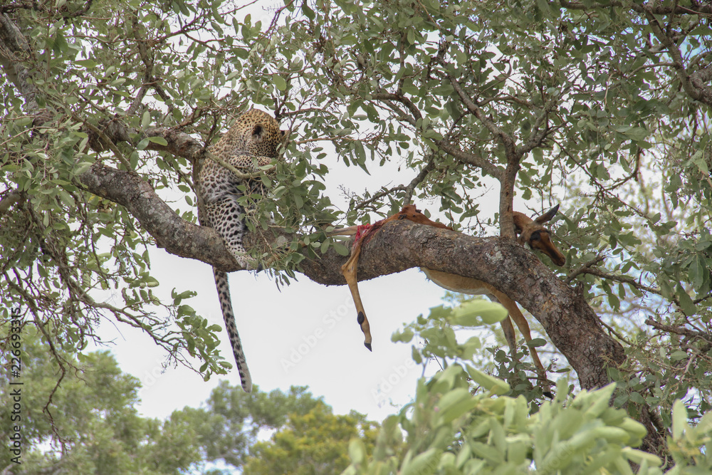 Obraz premium Leopard eating an impala prey on tree branch, Kruger National Park, South Africa