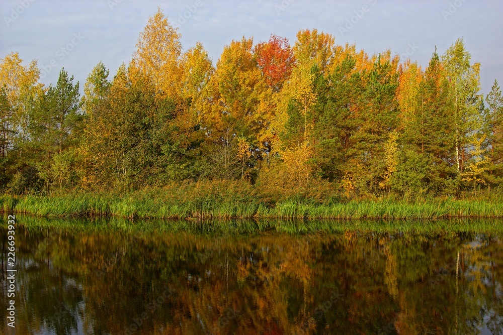 Autumn orange and red trees in the forest