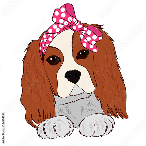 Puppy cavalier king charles spaniel hand drawing