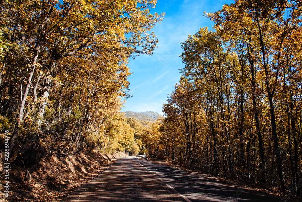 Obraz premium Empty road through Beech forest in Autumn