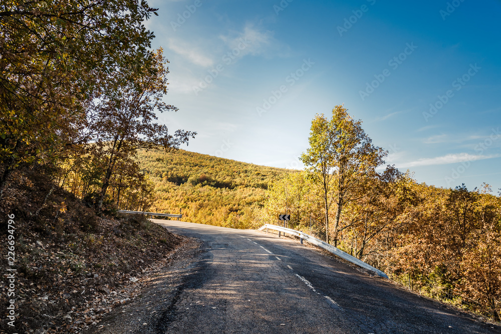 Obraz premium Empty road through Beech forest in Autumn