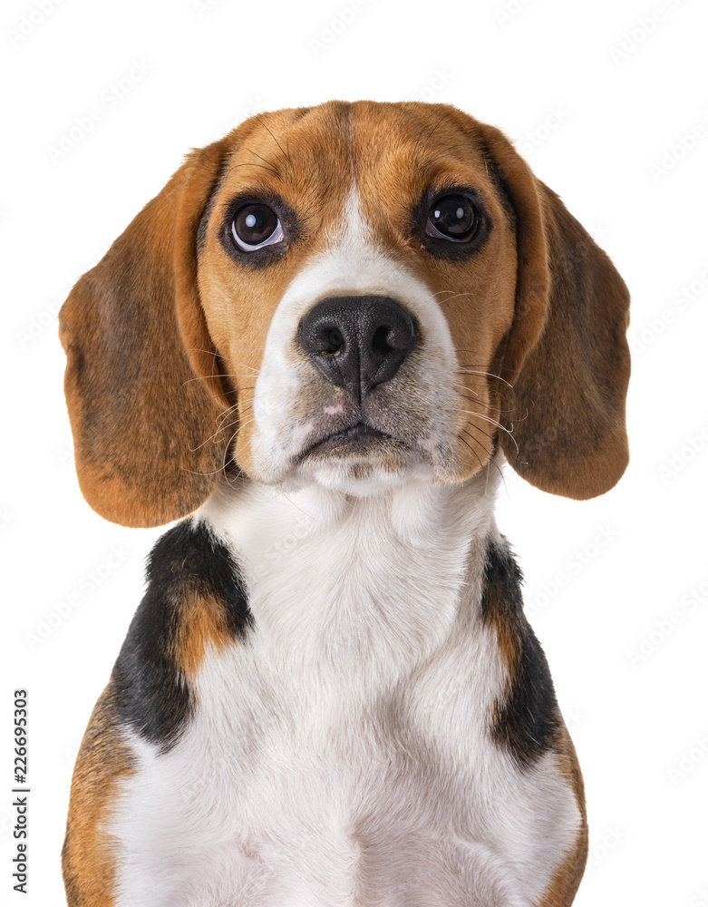 puppy beagle in studio - obrazy, fototapety, plakaty 