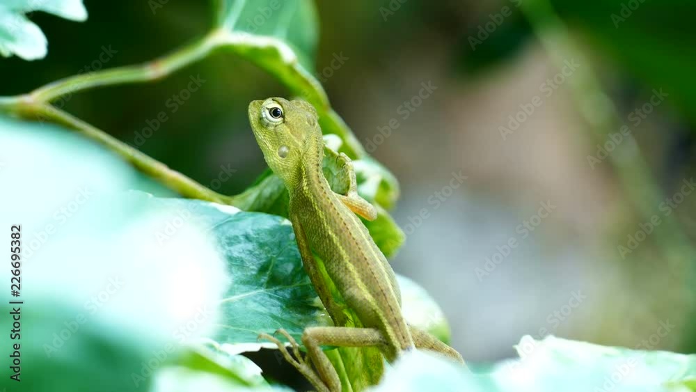 A little chameleon in the green leaves A little chameleon in the green leaves