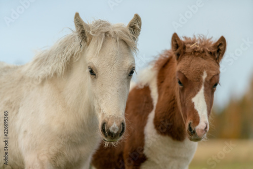Fototapeta Naklejka Na Ścianę i Meble -  Two young Icelandic horse foal